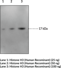 Histone H3 Monoclonal Antibody (Clone 2B8)