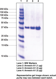 Annexin A1 (human, recombinant)