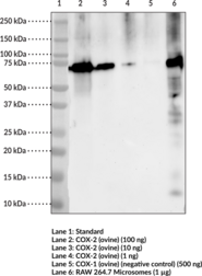 COX-2 Monoclonal Antibody (Clone 12C10)