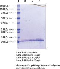 Ubiquitin (human, recombinant)