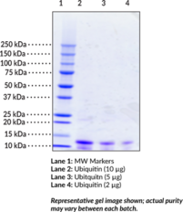 Ubiquitin (human, recombinant; His-tagged)