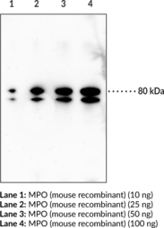 Myeloperoxidase (mouse) Polyclonal Antibody