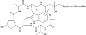 Phalloidin-California Red™ Conjugate