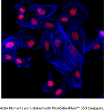 Phalloidin-<wbr/>iFluor™ 350 Conjugate
