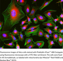 Phalloidin-<wbr/>iFluor™ 488 Conjugate