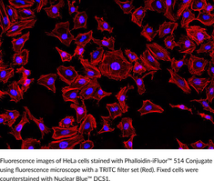 Phalloidin-<wbr/>iFluor™ 514 Conjugate
