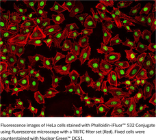 Phalloidin-<wbr/>iFluor™ 532 Conjugate