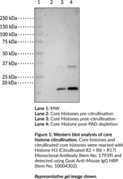 Citrullinated Core Histones (bovine)