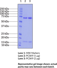 PCSK9 (human, recombinant)