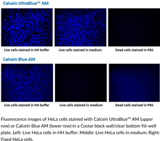 Calcein Ultra<wbr/>Blue™ AM