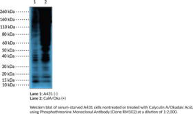 Phosphothreonine Monoclonal Antibody