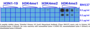 Trimethyl Histone H3 (Lys4) Monoclonal Antibody (Clone RM137)