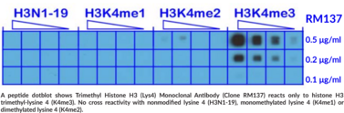 Trimethyl Histone H3 (Lys4) Monoclonal Antibody (Clone RM137)