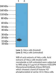 Histone H3S10Ph Monoclonal Antibody