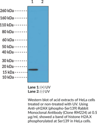 Anti-?H2AX (phospho-Ser139) Rabbit Monoclonal Antibody (Clone RM224)