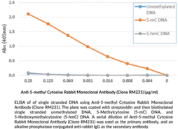 Anti-5-methyl Cytosine Rabbit Monoclonal Antibody (Clone RM231)