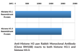 Anti-Histone H3 pan Rabbit Monoclonal Antibody (Clone RM188)