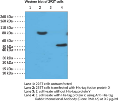 Anti-His-tag Rabbit Monoclonal Antibody (Clone RM146)