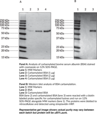 Carbamylated Bovine Serum Albumin