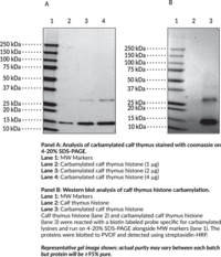 Carbamylated Core Histones (bovine)