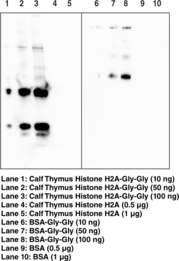 Diglycyl-Lysine Monoclonal Antibody (Clone GX41)