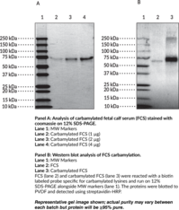 Carbamylated Fetal Calf Serum