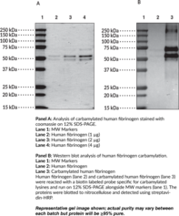 Carbamylated Human Fibrinogen