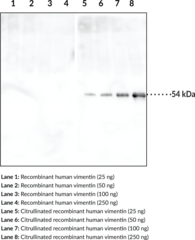 Citrullinated Vimentin Monoclonal Antibody (Clone 12G11)