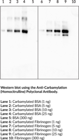 Anti-<wbr/>Carbamylation (Homo<wbr/>citrulline) Polyclonal Antibody