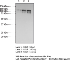 LDL Receptor Polyclonal Antibody - Biotinylated