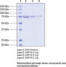 GRP78 (human, recombinant)