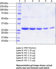 HO-1 (human, recombinant)