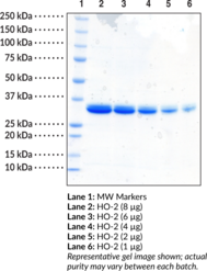 HO-2 (human recombinant)