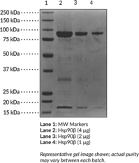 Hsp90? (human, recombinant)