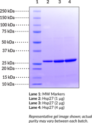 Hsp27 (human recombinant)