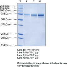 Hsc70 (human, recombinant)