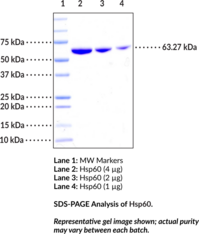 Hsp60 (human, recombinant)