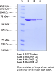 Hsp70 (human recombinant)