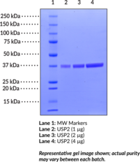 USP2 active domain (human recombinant)