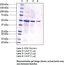 CdnP (<em>Mycobacterium tuberculosis</em> strain ATCC 25618/H37Rv recombinant)