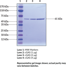 cGAS (human, recombinant)