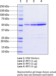 IRF3 (human, recombinant)