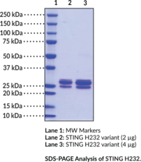 STING H232 variant (human, recombinant)