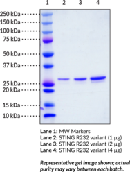 STING R232 variant (human, recombinant)