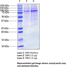 TBK1 (human, recombinant)