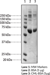 CML-BSA