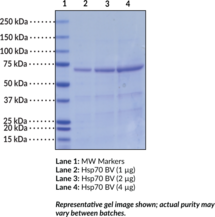 Hsp70 (human recombinant, baculovirus expressed)