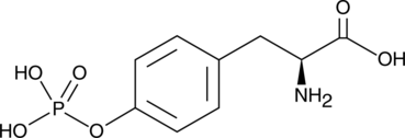 <em>O</em>-Phospho-<wbr/>L-Tyrosine