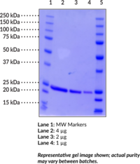 DJ-1/PARK7 (human, recombinant)