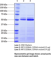 IRF3 (S386A, S396A mutant; human, recombinant)